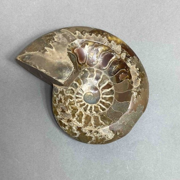 Ammonite with a hollow - souvenir stone, diameter 109 mm, weight 308 g (price per piece)