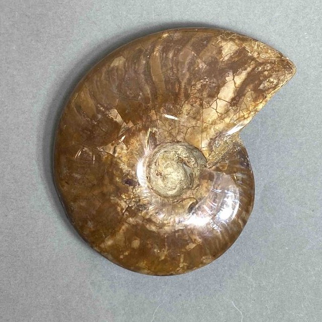 Ammonite souvenir stone, diameter 88 mm ± weight 156 g (price per piece)
