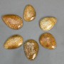Pendant Fossilized Coral 45-55×35-40 mm ± assorted size