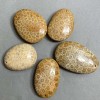 Fossilized Coral Pendant 40-55×30-40 mm ± Assorted Sizes