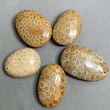 Fossilized Coral Pendant 40-55×30-40 mm ± Assorted Sizes
