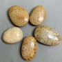 Fossilized Coral Pendant 40-55×30-40 mm ± Assorted Sizes
