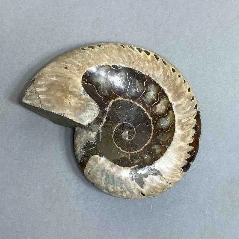 Ammonite with a cavity, souvenir stone, diameter 107 mm ±, weight 278 g (price per piece)