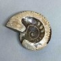 Ammonite with a cavity, souvenir stone, diameter 107 mm ±, weight 278 g (price per piece)