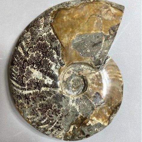 Large solid fossilized ammonite, 17 × 13 × 4 cm, approx. 1040 g