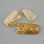 Cabochon Petrified Coral 38-44×15-23 mm ± (assorted sizes)