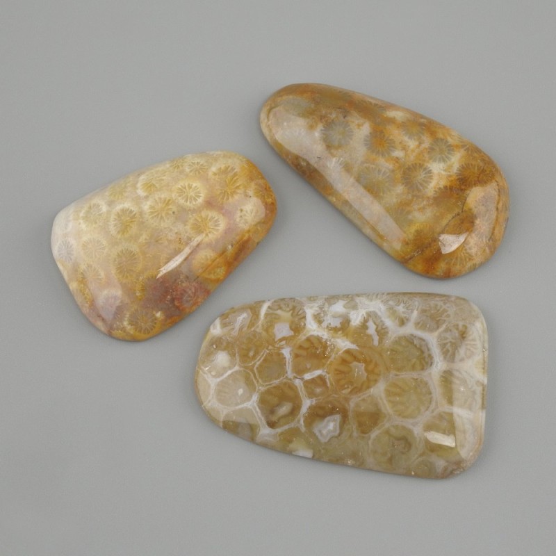 Cabochon Fossilized Coral 40-45×19-24 mm ± (assorted sizes)