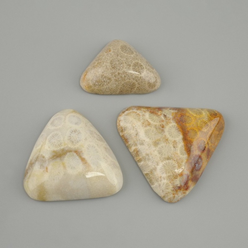 Fossilized Coral Cabochon 25-43×24-36 mm ± (assorted sizes)