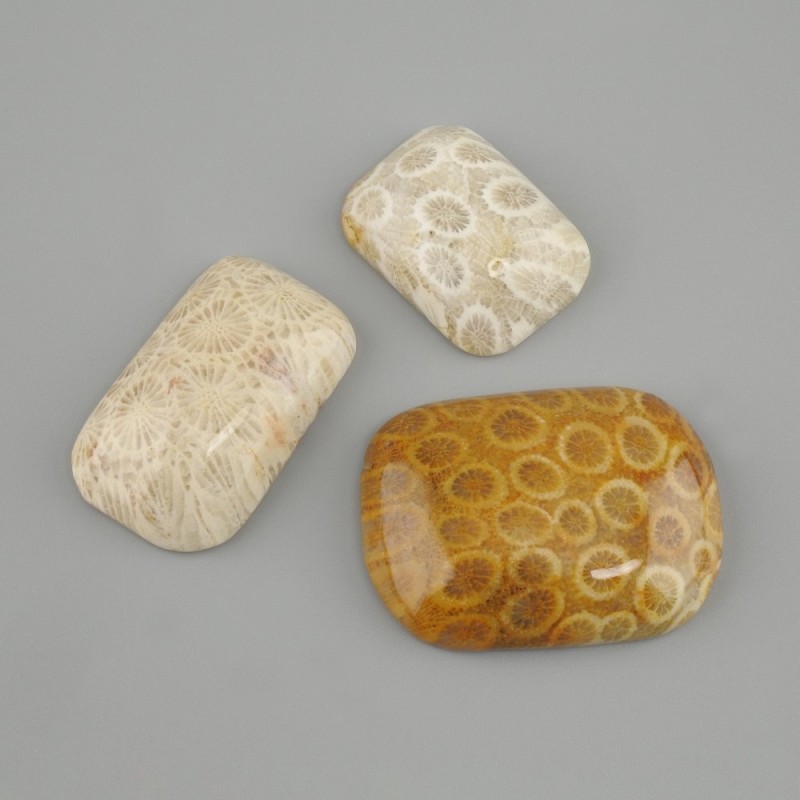 Petrified Coral Cabochon 30-36×20-25 mm ± (assorted sizes)