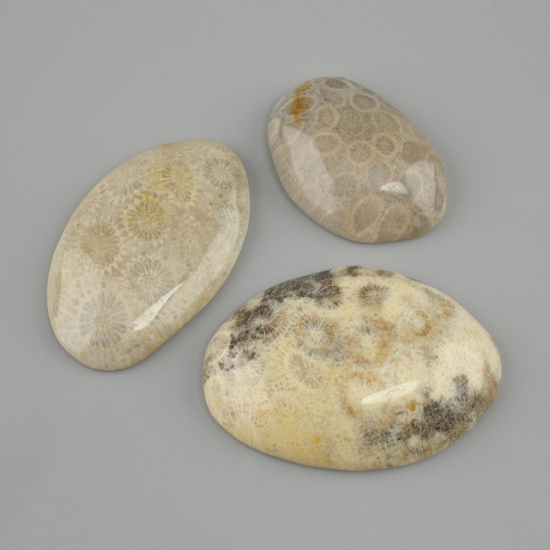 Cabochon of Fossilized Coral 29-30×24-49 mm ± (assorted sizes)