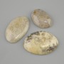 Cabochon of Fossilized Coral 29-30×24-49 mm ± (assorted sizes)
