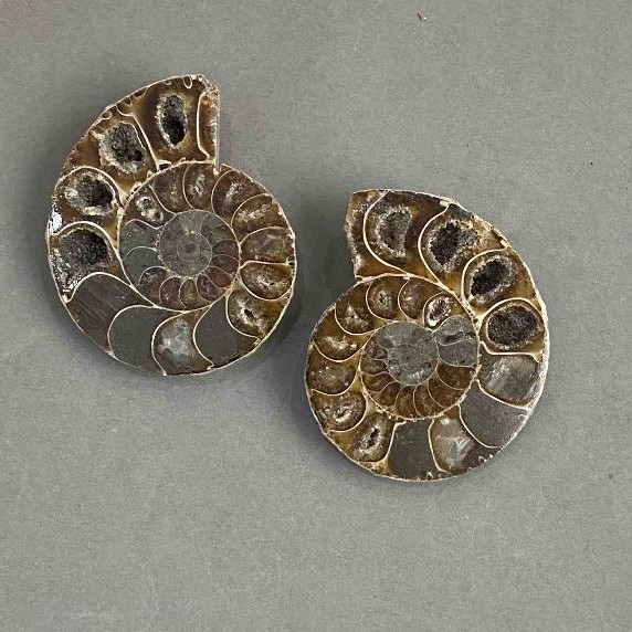 Ammonite souvenir stone, assorted diameter 37×43 mm ± (in a pack: a pair) total weight 45 g