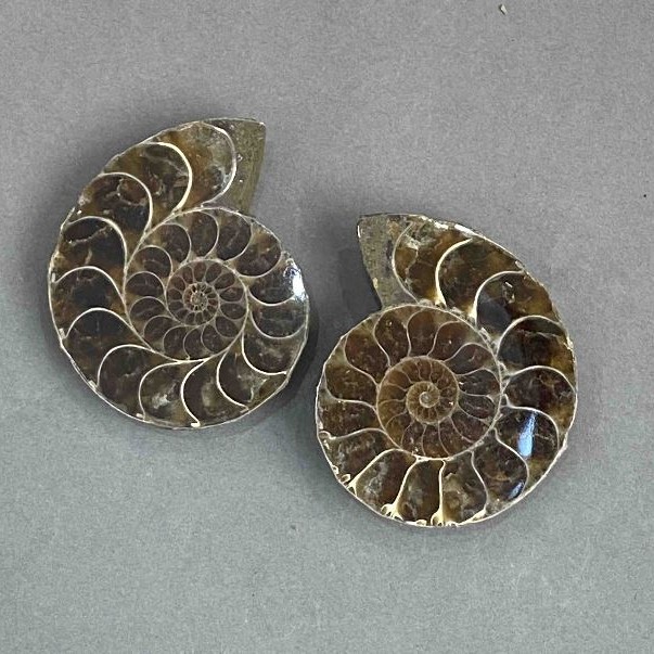 Ammonite souvenir stone, assorted size 37×44 mm ± (in a package pair) weight 54 g