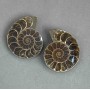 Ammonite souvenir stone, assorted size 37×44 mm ± (in a package pair) weight 54 g