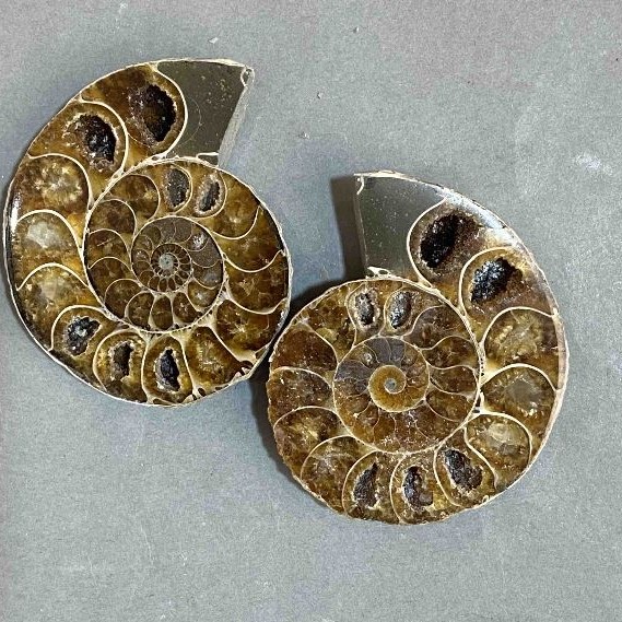 Ammonite souvenir stone, assorted size 48x40 mm ± (in a package, a pair), weight 55 grams