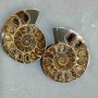 Ammonite souvenir stone, assorted size 48x40 mm ± (in a package, a pair), weight 55 grams