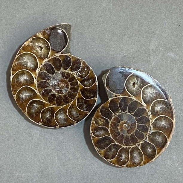 Ammonite souvenir stone, assorted size 45×36 mm ± (in a package of a pair), weight 59 grams