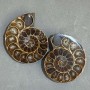 Ammonite souvenir stone, assorted size 45×36 mm ± (in a package of a pair), weight 59 grams