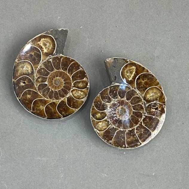 Ammonite souvenir stone, assorted diameter 40x47 mm ± (in packaging: pair) weight 63 g