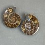 Ammonite souvenir stone, assorted diameter 40x47 mm ± (in packaging: pair) weight 63 g