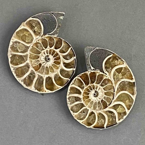 Ammonite souvenir stone, assorted diameter 36×42 mm ± (in a pack: pair), weight 45 g