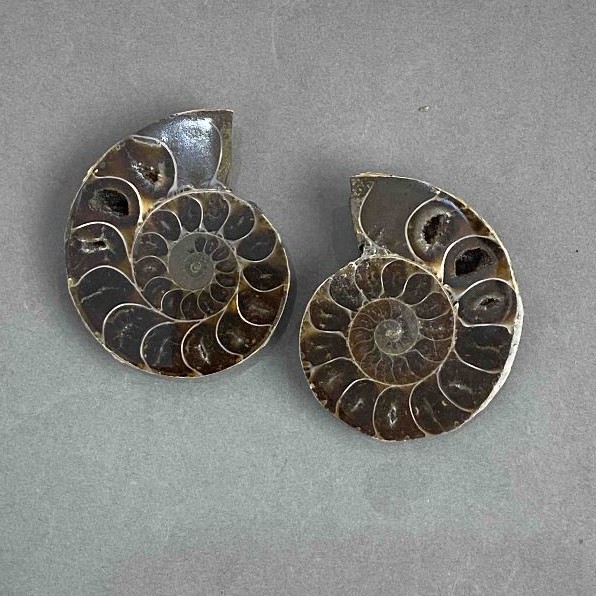 Ammonite souvenir stone, assorted diameter 37×45 mm ± (in a package: a pair) weight 48 g